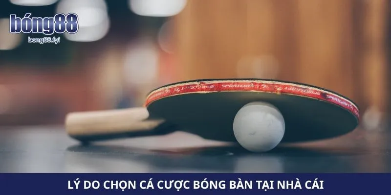 Lý do chọn cá cược bóng bàn tại nhà cái